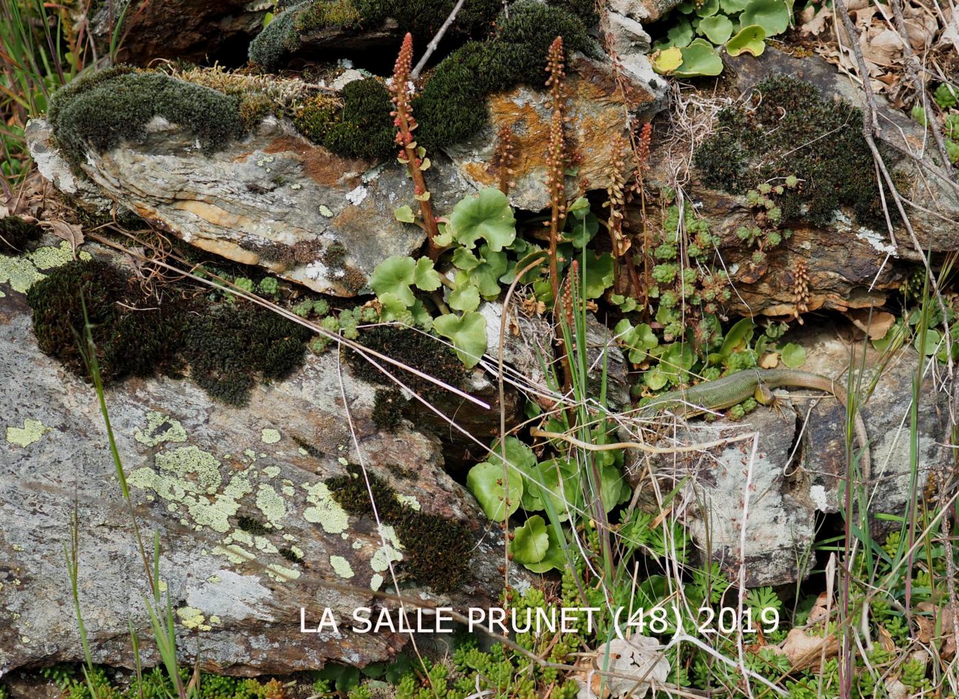 Pennywort, Wall plant